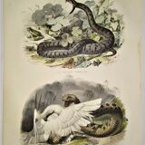 Original zoological plate from 1839 "saurian" the common viper & .....