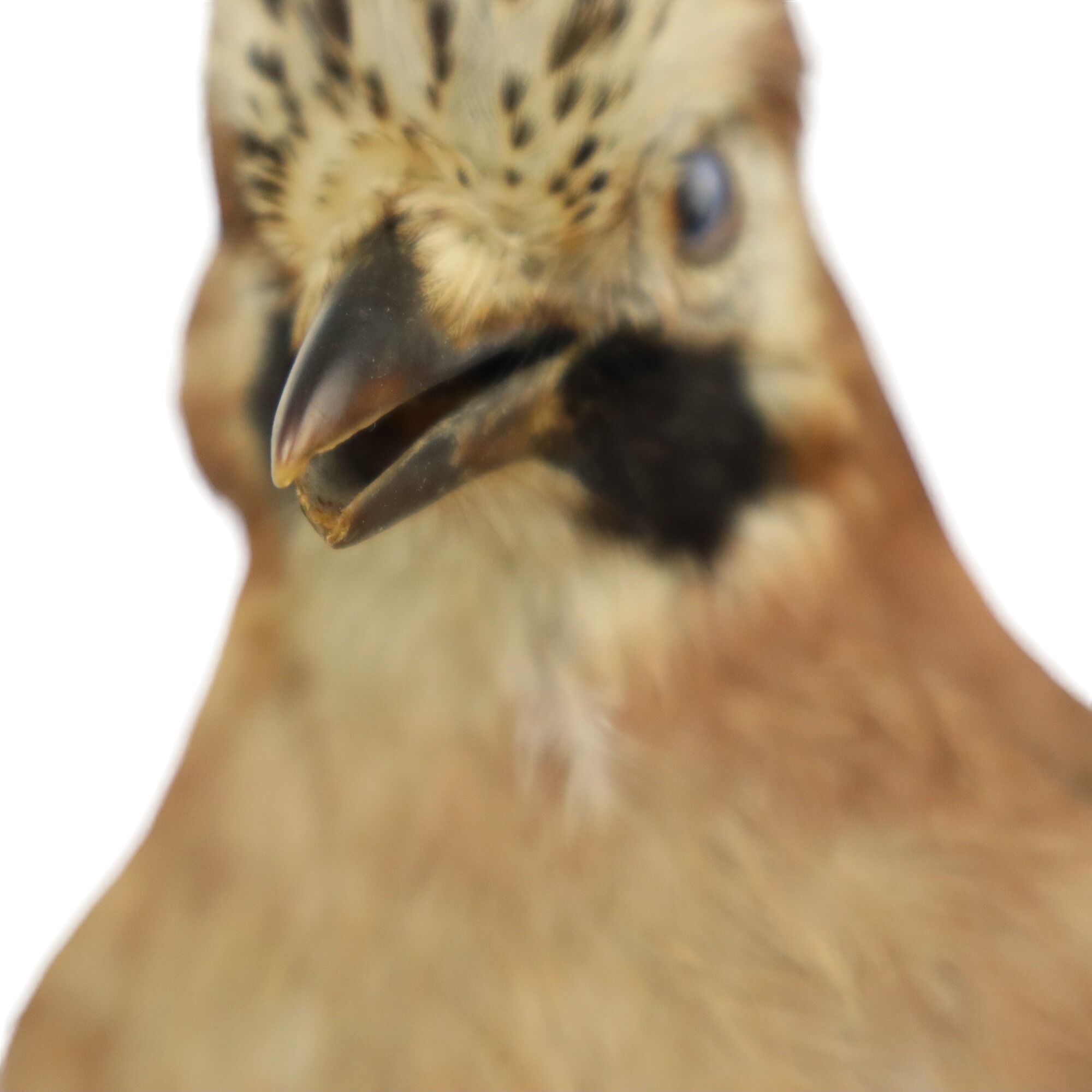 Vintage Stuffed Bird Jay on Branch Taxidermy Wall Decoration