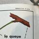 educational poster biology "The cherry" and "The poppy" 50s