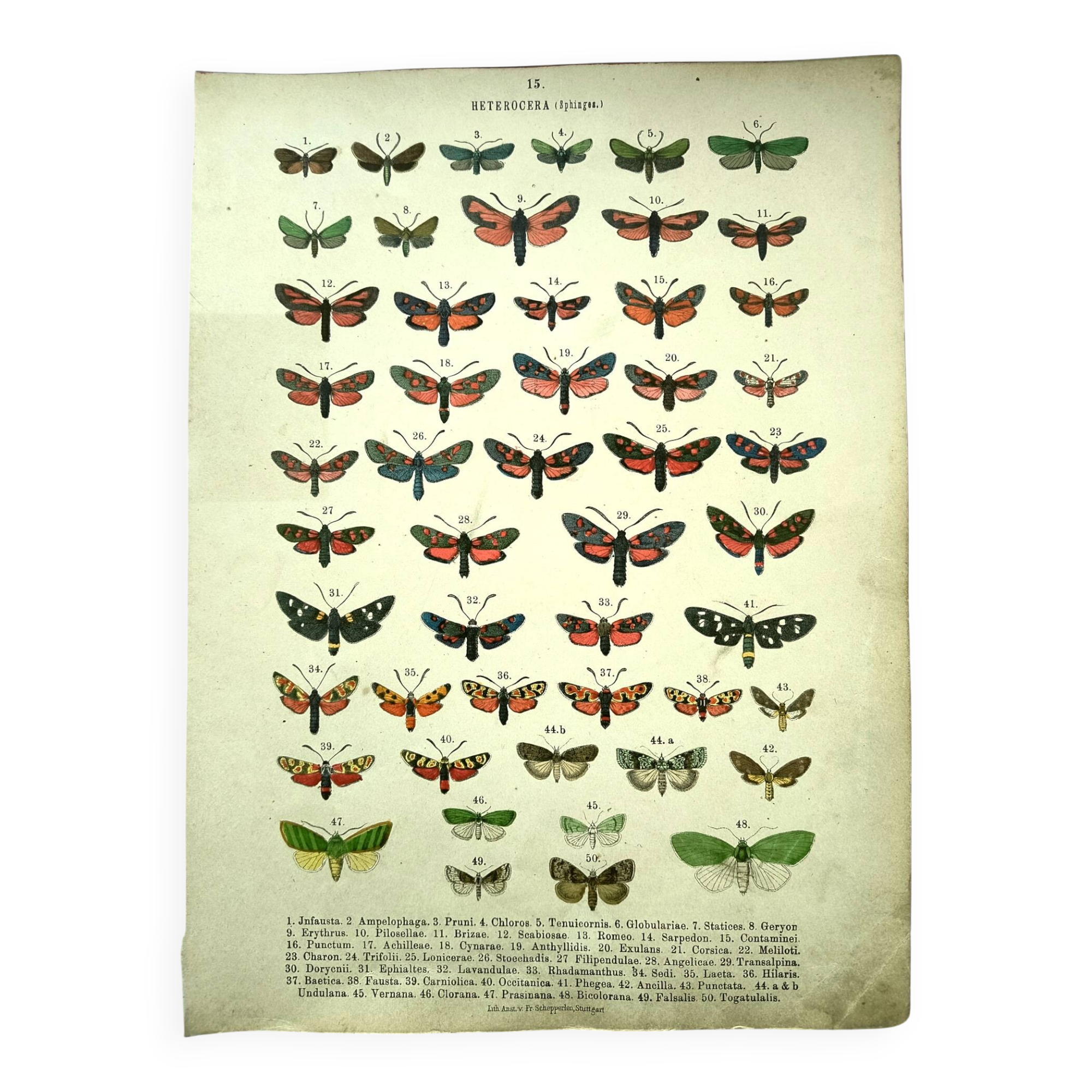 Antique lithograph of Butterflies - Engraving from 1887 - Janfausta insect