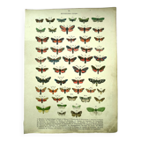Lithographie ancienne de Papillons - Gravure de 1887 - Janfausta insecte