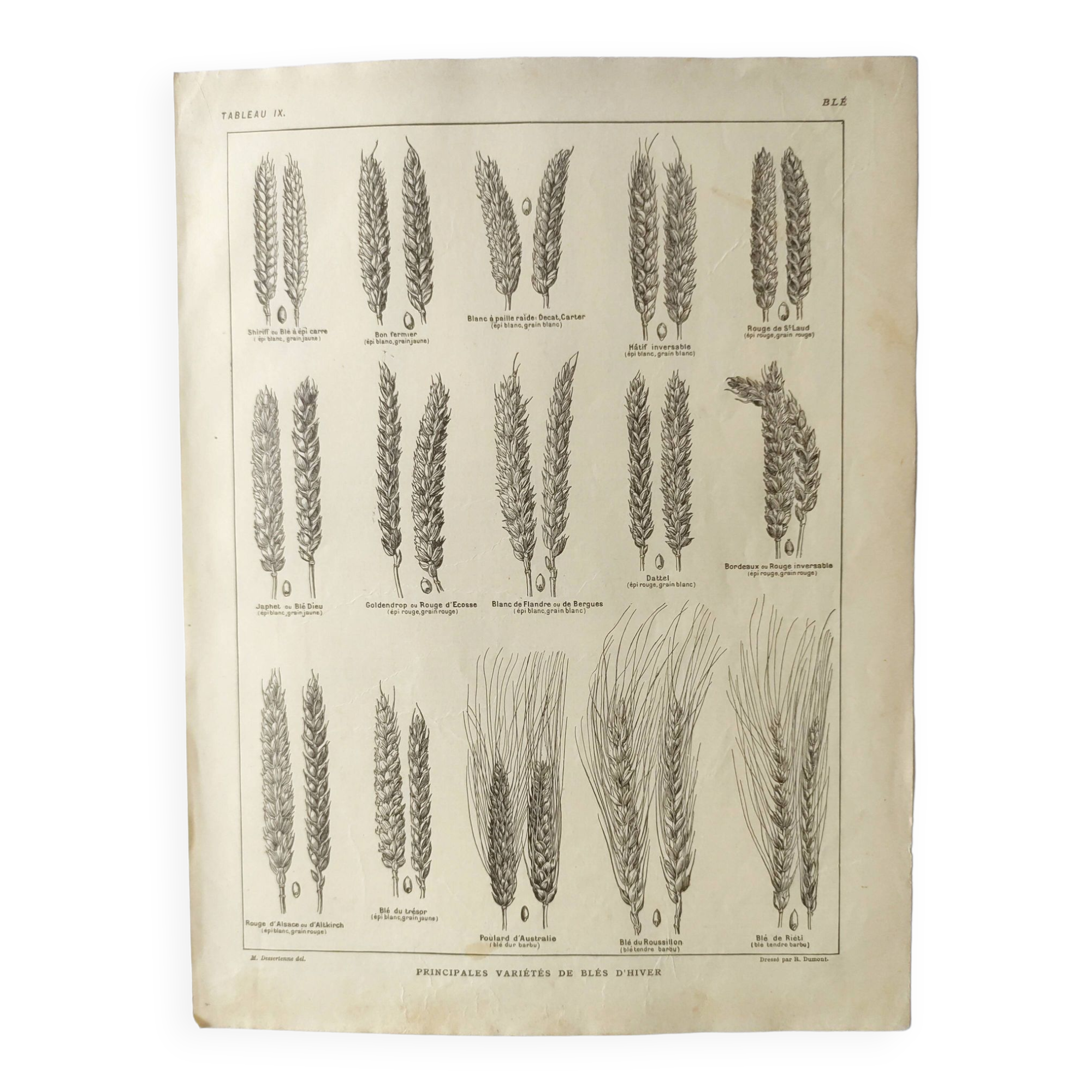 Old engraving 1922, Wheat, barley, cereal • Lithograph, Original plate