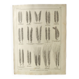 Old engraving 1922, Wheat, barley, cereal • Lithograph, Original plate