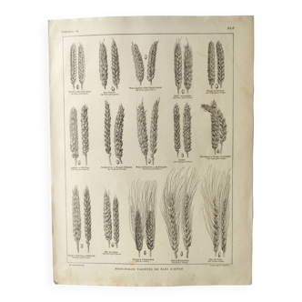 Old engraving 1922, Wheat, barley, cereal • Lithograph, Original plate