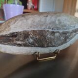 Fossil