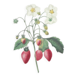 Planche botanique Fraisier à bouquet