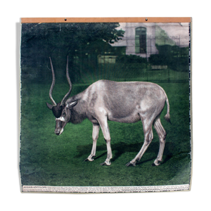 Affiche pédagogique antilope,