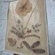 Turned wood lamp with a herbarium lampshade from the 1970s.