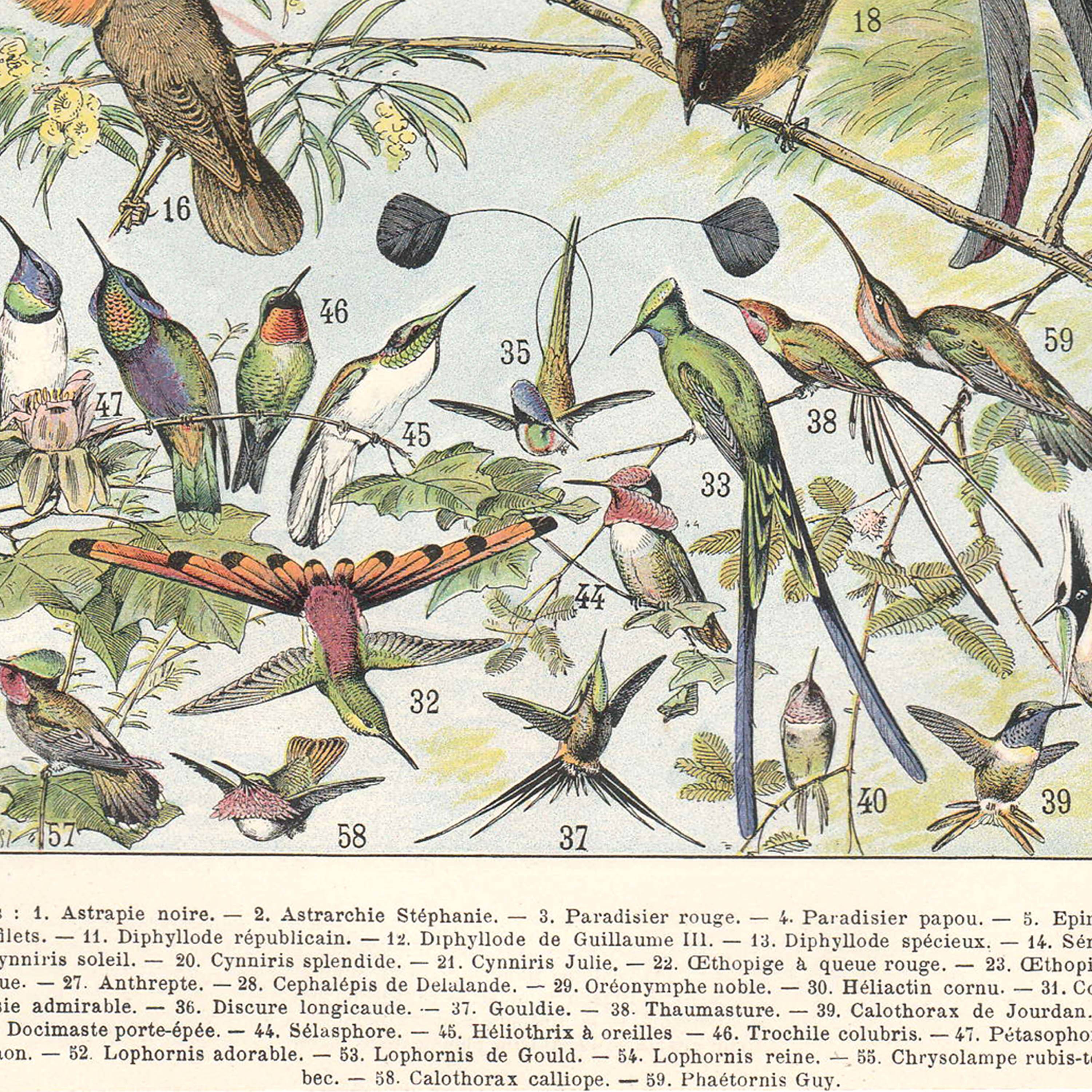 Planche lithographie les oiseaux 1900