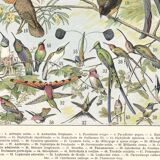 Lithograph plate of birds 1900