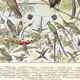 Planche lithographie les oiseaux 1900