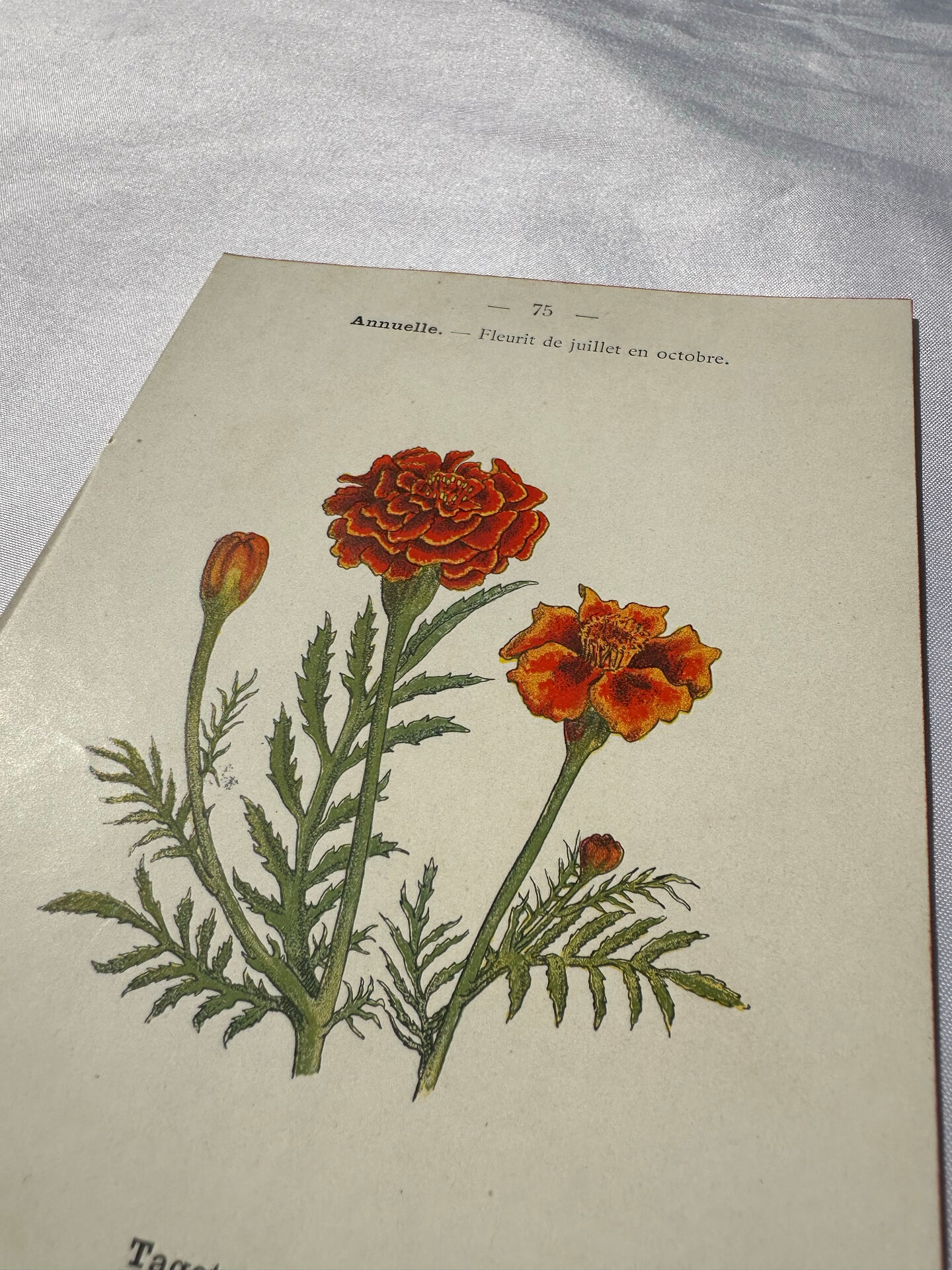 Planche Botanique Gravure naturaliste ancienne 19eme recto verso