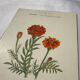 Planche Botanique Gravure naturaliste ancienne 19eme recto verso