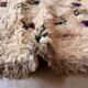 Tapis Marocain beige Talsint - 317 x 151 cm