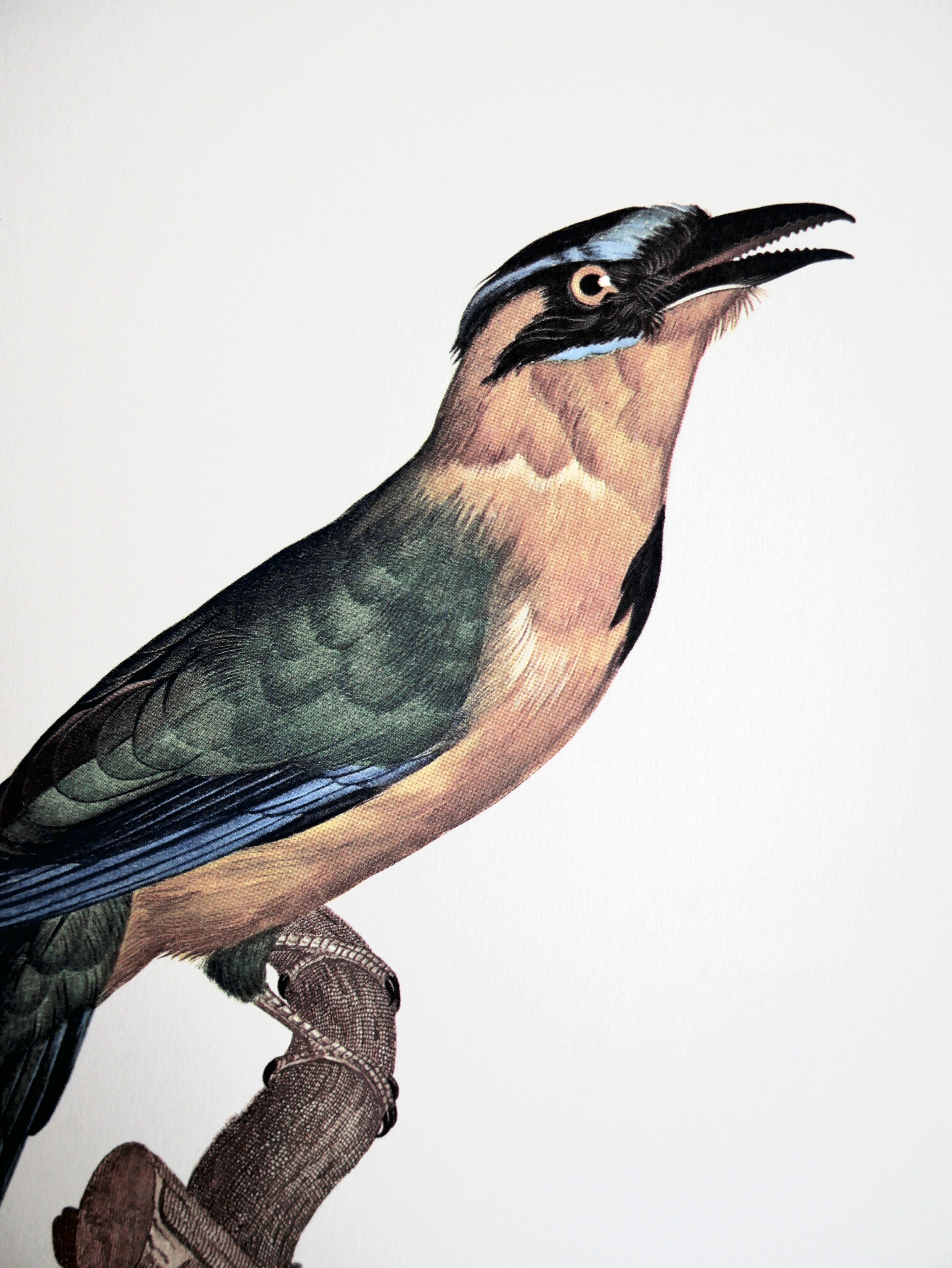 Ornithological board The True Momot