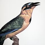 Ornithological board The True Momot