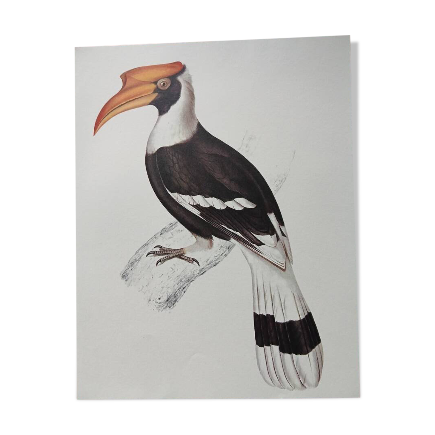 Zoological poster depicting a giant hornbill