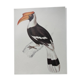 Zoological poster depicting a giant hornbill