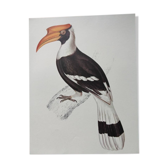 Zoological poster depicting a giant hornbill