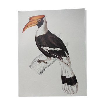 Zoological poster depicting a giant hornbill