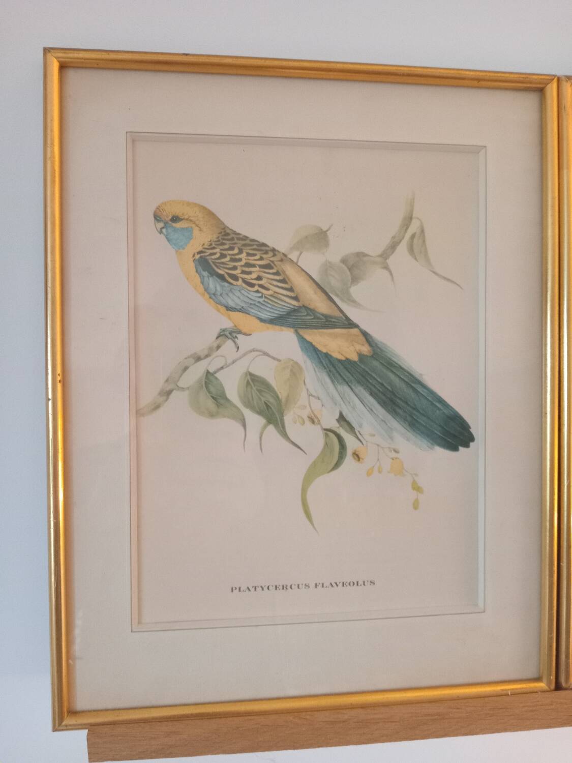 old lithographs - Exotic birds after John Gould
