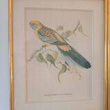 lithographies anciennes - Oiseaux exotiques d’après John Gould
