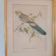 old lithographs - Exotic birds after John Gould