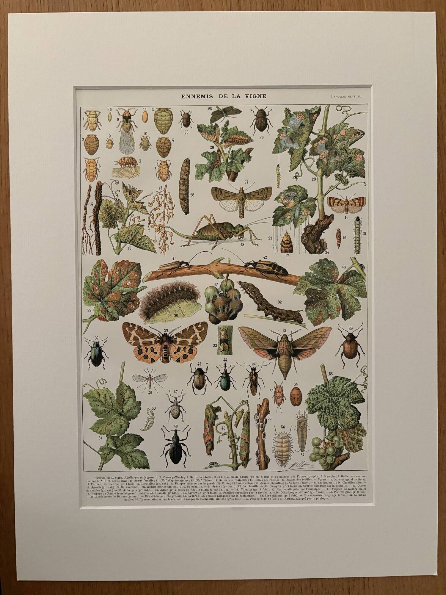 Vintage illustrated plate on insects that are enemies of the vine – 1910