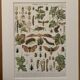 Vintage illustrated plate on insects that are enemies of the vine – 1910