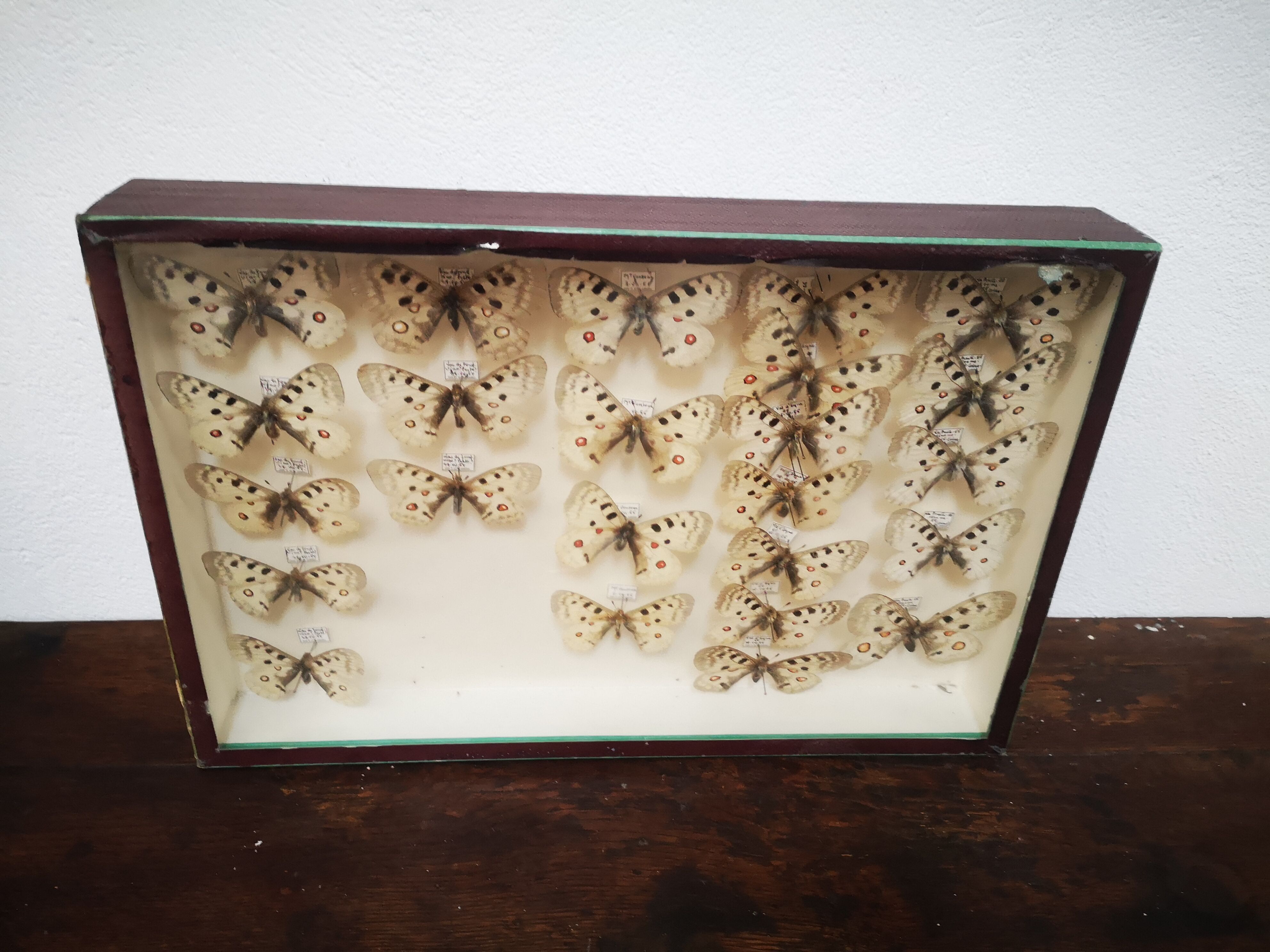 Carde ancient butterflies