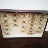 Carde ancient butterflies