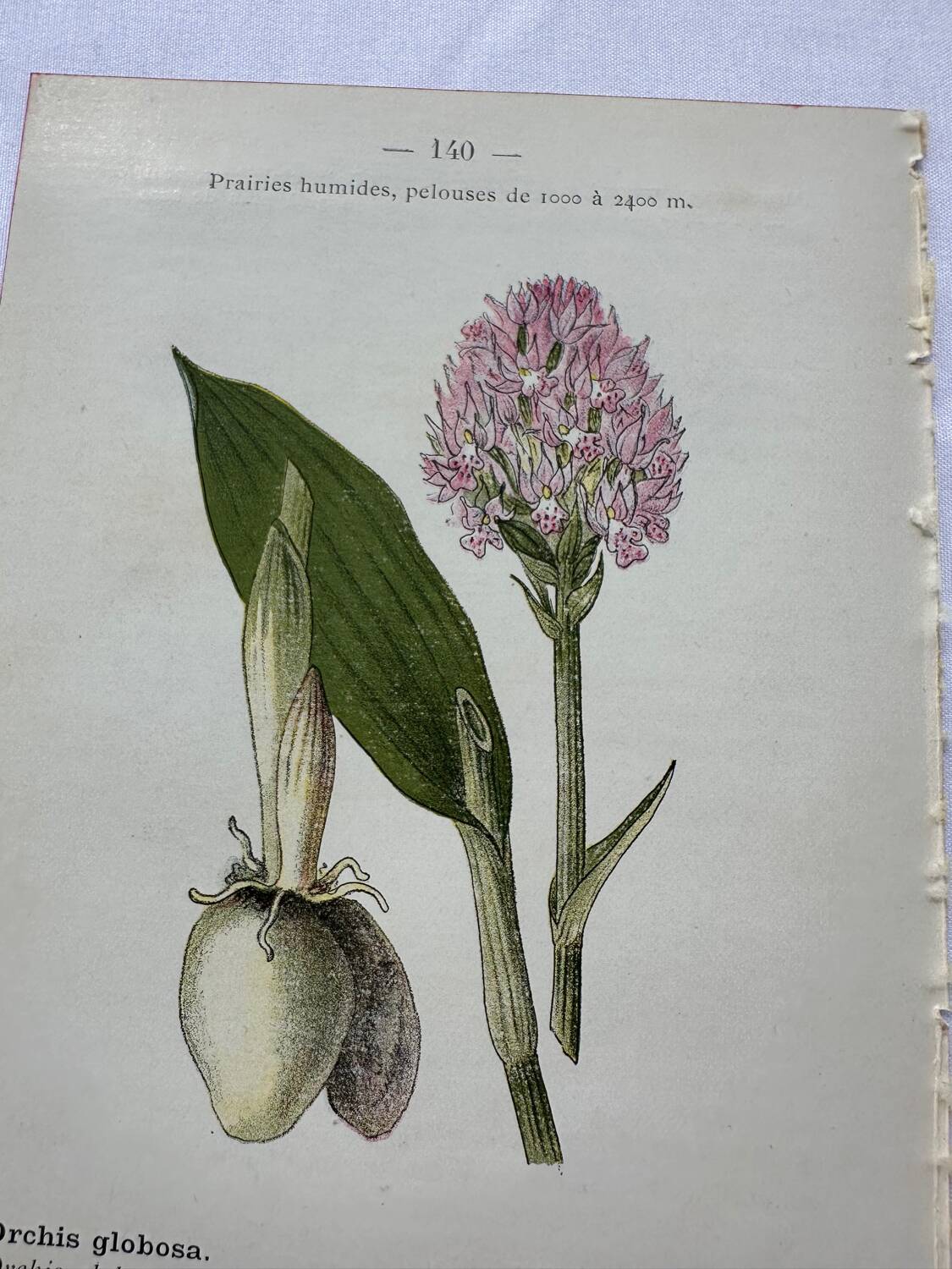 Planche botanique ancienne gravure plante 18e double face