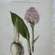 Planche botanique ancienne gravure plante 18e double face