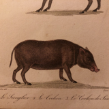Lithograph late 19th watercolor mammals.