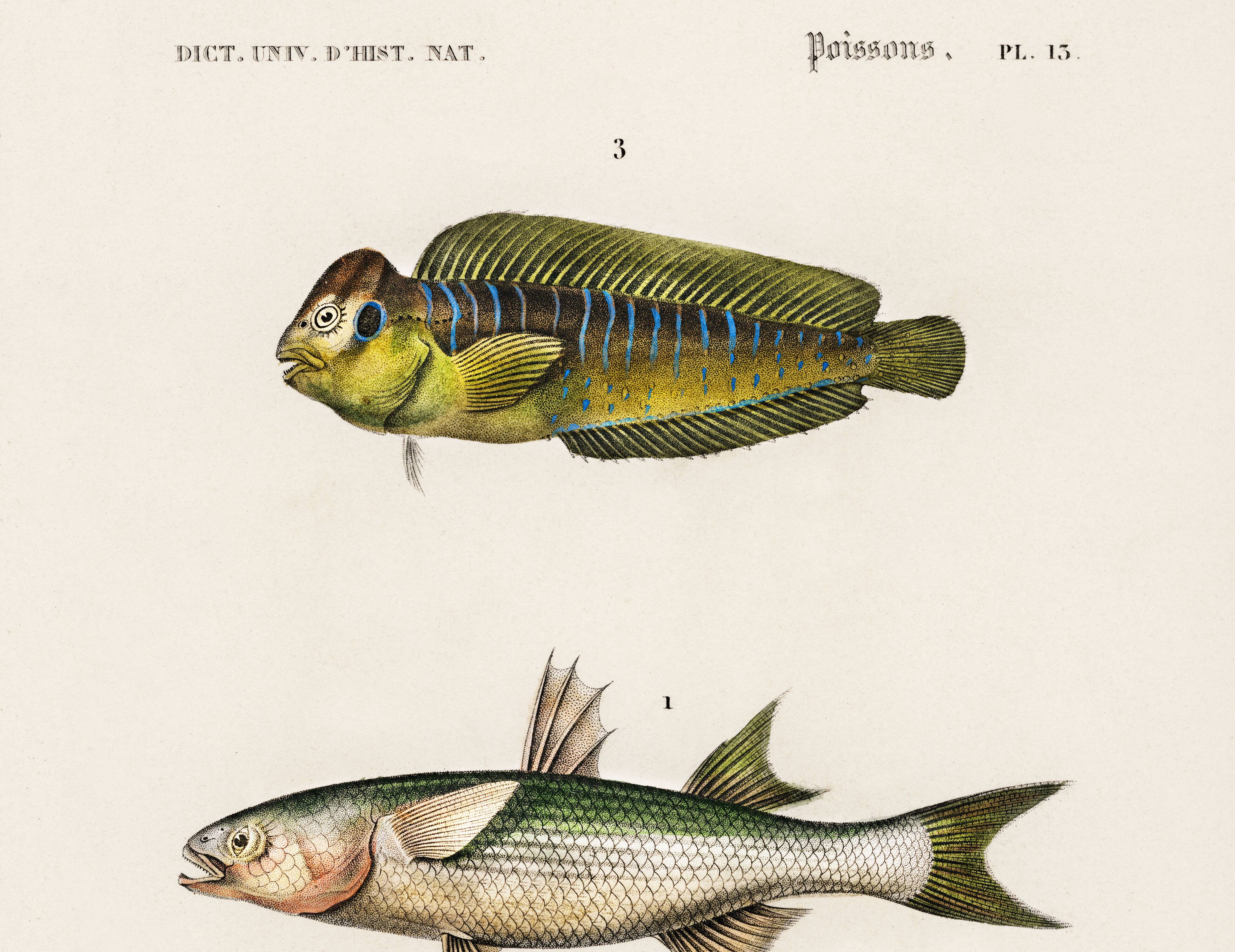 Poster about marine fish (mullet, goby and blenny)