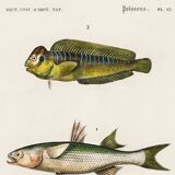 Poster about marine fish (mullet, goby and blenny)