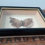 Butterfly frame