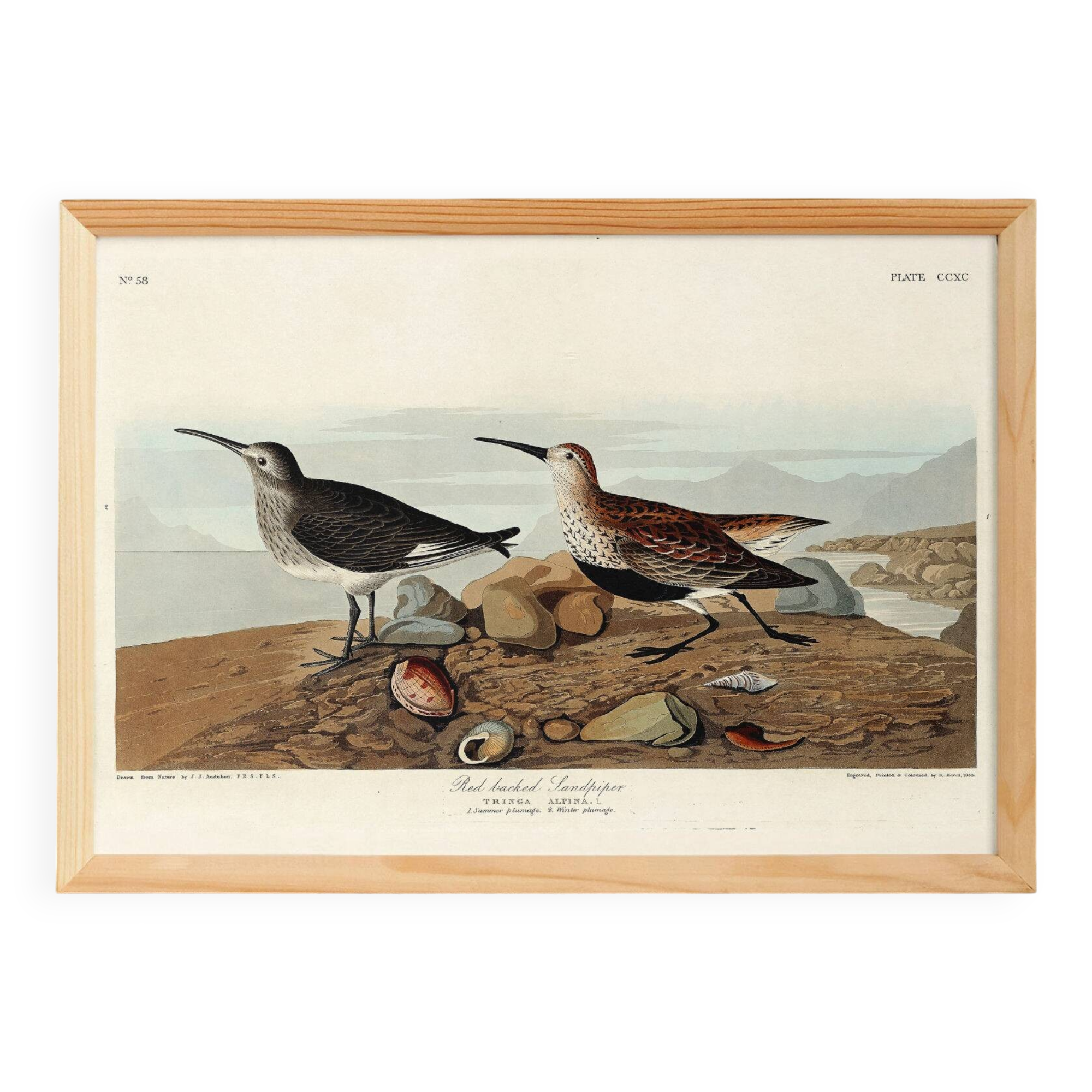 Poster about the Dunlin, based on an old engraving from 1827.