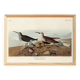 Poster about the Dunlin, based on an old engraving from 1827.