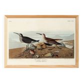 Poster about the Dunlin, based on an old engraving from 1827.