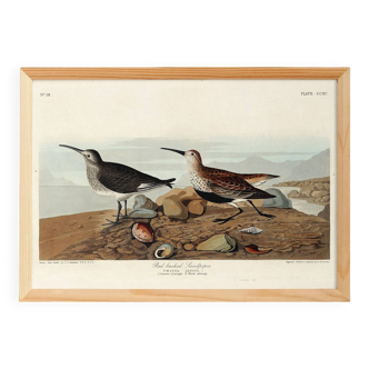 Poster about the Dunlin, based on an old engraving from 1827.