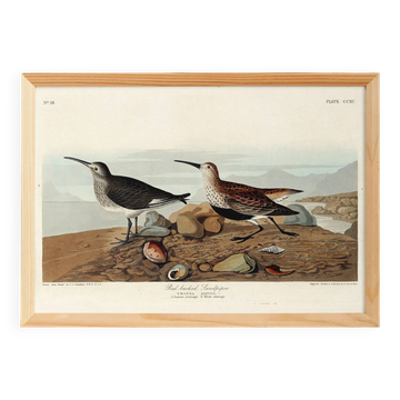 Poster about the Dunlin, based on an old engraving from 1827.