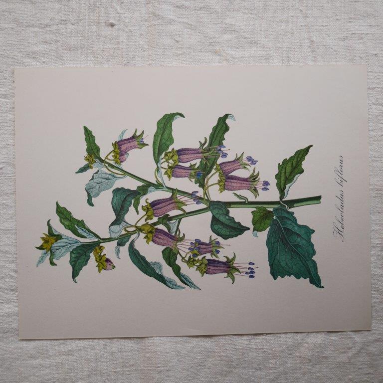 Botanical board Hebecladus - Servier