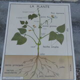 Botanical board