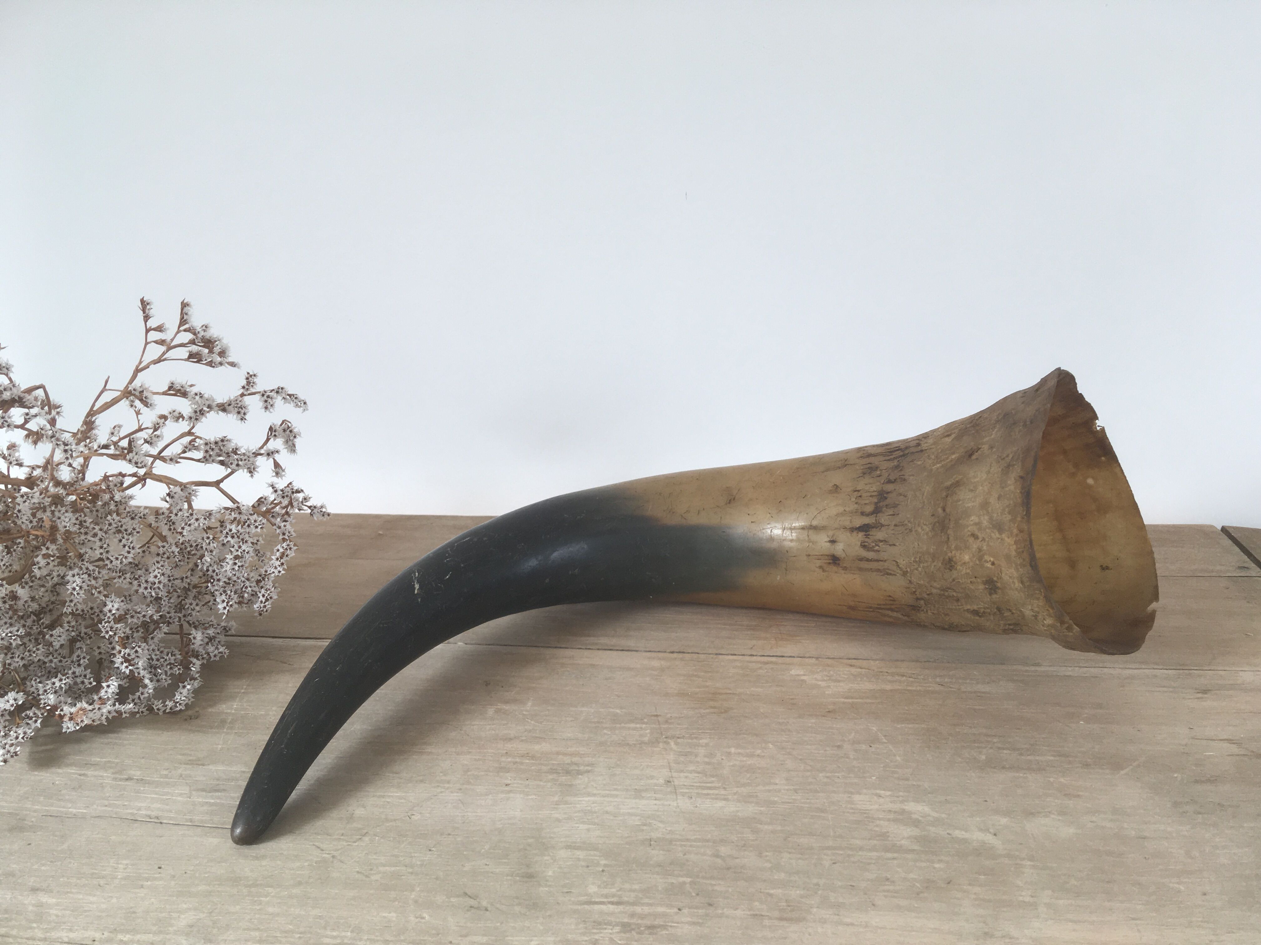 Ancient horn