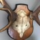 Massacre bois cerf vintage trophée chasse 6 cors