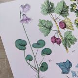 Affiche sur les plantes d'après une gravure de 1881 "fusain"