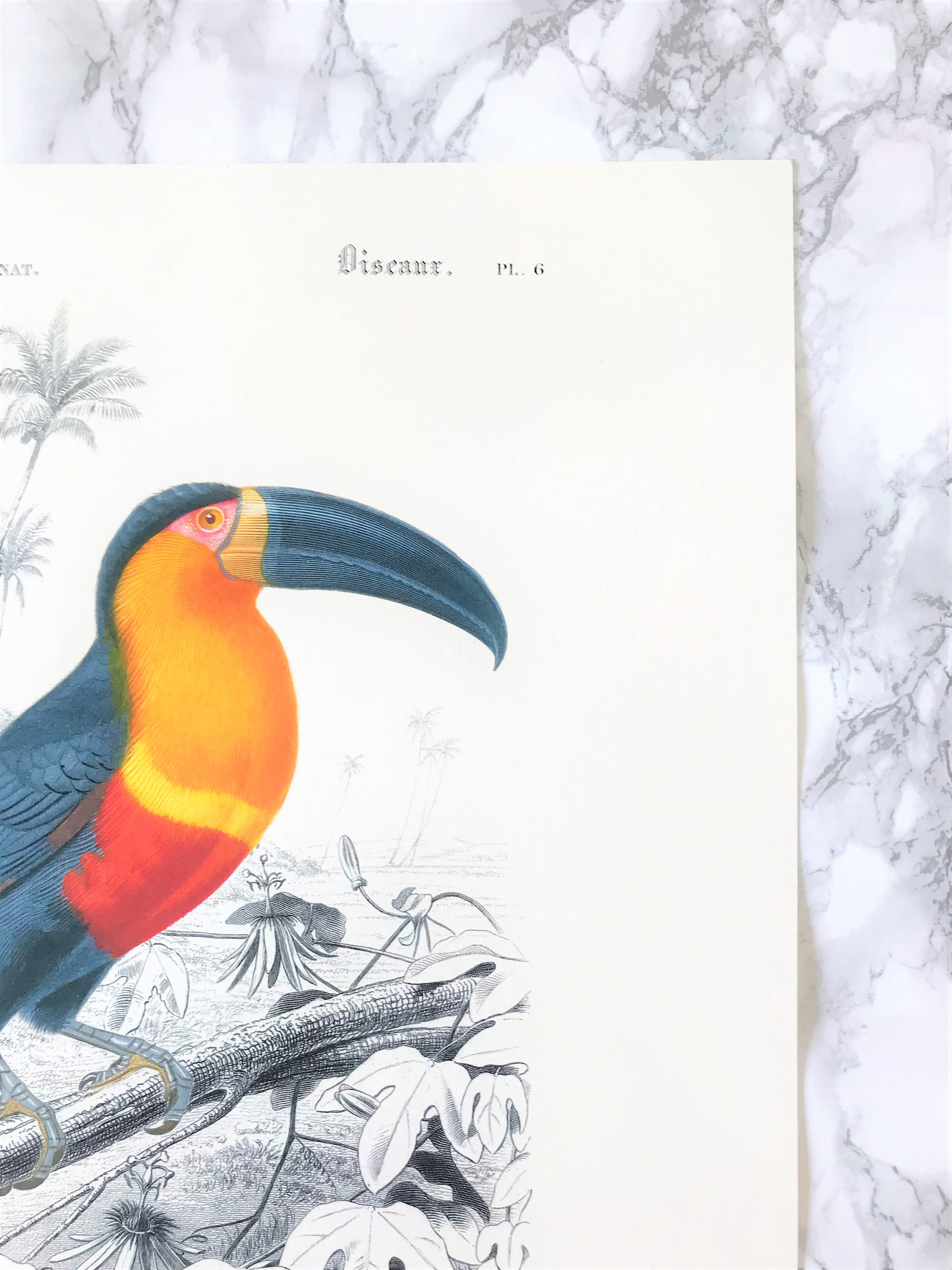 Board in colours representing a toucan