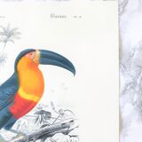 Board in colours representing a toucan