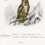 Poster depicting the condor and the European eagle-owl, after an old engraving